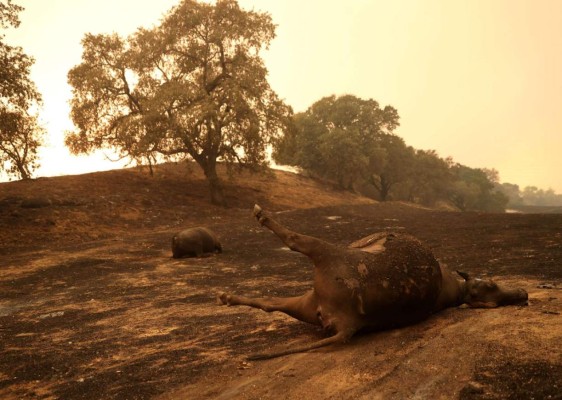 FOTOS: Muertos y miles de casas en peligro por incendios en California  