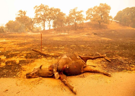 Impactantes imágenes de la emergencia por incendios en California