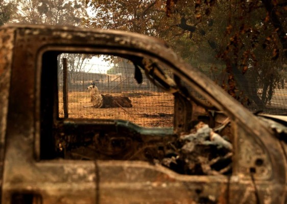 FOTOS: Muertos y miles de casas en peligro por incendios en California  