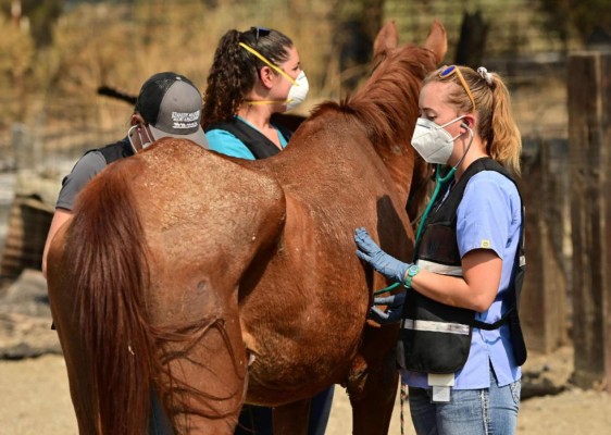 Desolación y llanto: las dramáticas fotos de los incendios en California  