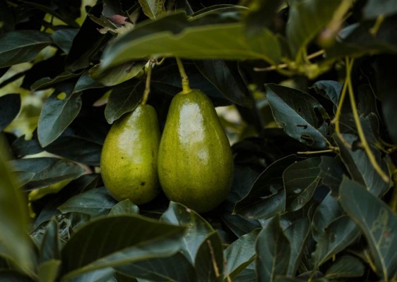 Estos son los alimentos que ayudan a fortalecer los pulmones (FOTOS)  