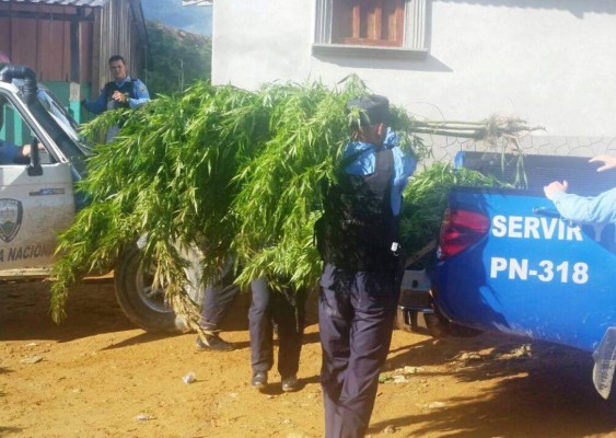 Destruyen extensa plantación de marihuana en aldea de Copán