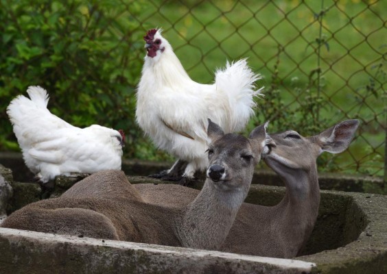 FOTOS: Joya Grande, un zoológico que sufre por falta de recursos económicos