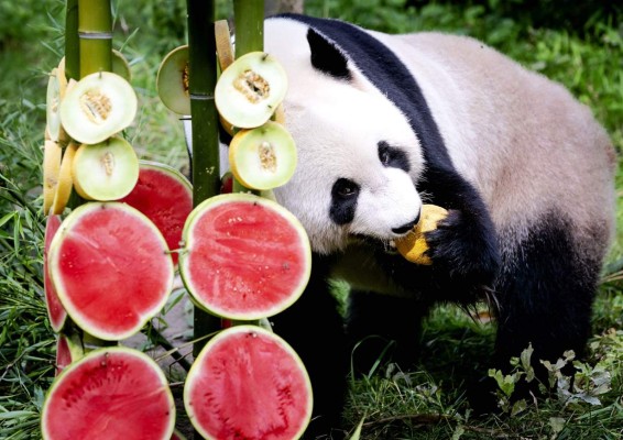 FOTOS: Los hermosos pandas gigantes gemelos que nacieron en Bélgica