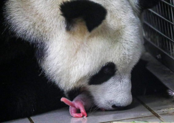 FOTOS: Los hermosos pandas gigantes gemelos que nacieron en Bélgica