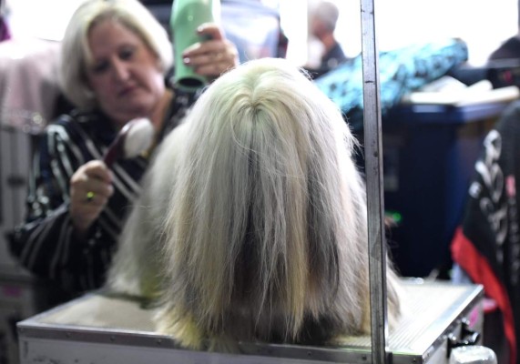 Las divertidas fotos del concurso Westminster Dog Show en Nueva York