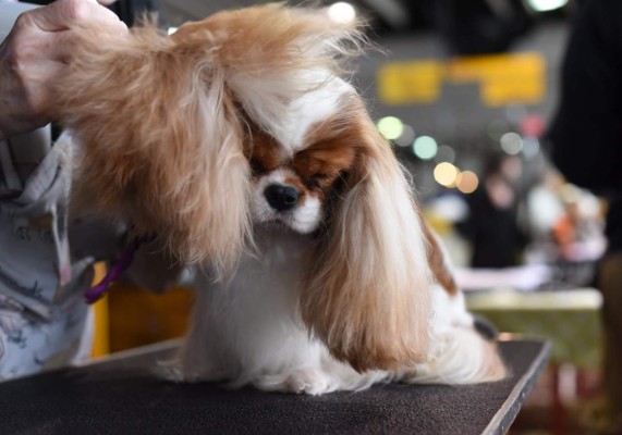 Las divertidas fotos del concurso Westminster Dog Show en Nueva York