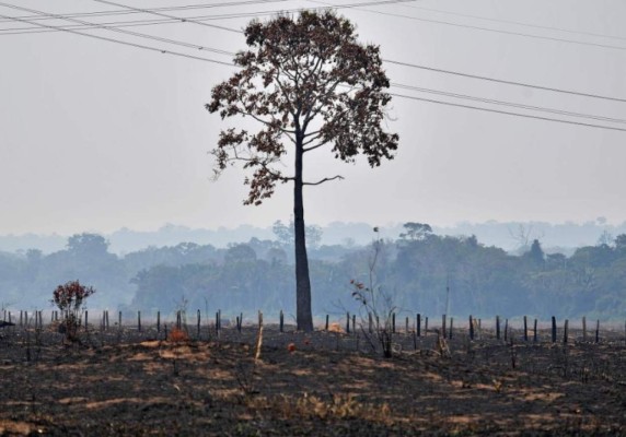 Animales muertos y bosques en cenizas: Las fotos de Amazonia en llamas