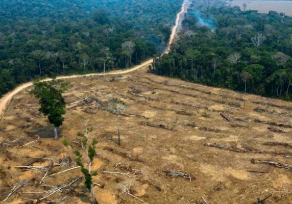 Animales muertos y bosques en cenizas: Las fotos de Amazonia en llamas