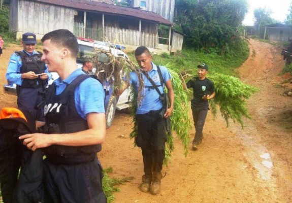 Destruyen extensa plantación de marihuana en aldea de Copán