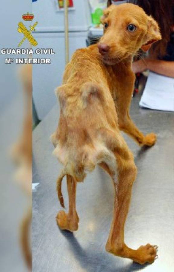 EDITORS NOTE: Graphic content / This handout picture released by Guardia Civil on August 18, 2020 shows an emaciated dog rescued with other 40 hounds by Guardia Civil on August 16, 2020 in a country house located in Quintanar de la Orden, in Toledo province. - Spanish police said on August 18, 2020 they had rescued 41 severely malnourished and dehydrated dogs from a farm and charged their owner with animal abuse. Officers from Spain's Guardia Civil police force raided the farm near the town of Quintanar de la Orden in the central province of Toledo on August 16, 2020 after receiving a complaint from an animal welfare association, a local police spokeswoman said. (Photo by Handout / Guardia Civil / AFP) / RESTRICTED TO EDITORIAL USE - MANDATORY CREDIT 'AFP PHOTO / GUARDIA CIVIL' - NO MARKETING - NO ADVERTISING CAMPAIGNS - DISTRIBUTED AS A SERVICE TO CLIENTS