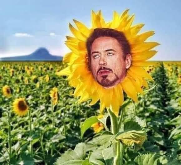 Los divertidos memes que dejó “Girasol”, la tiradera de Nodal a J Balvin