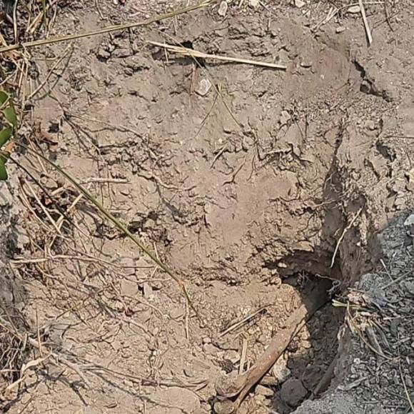 ¿Quiénes son las víctimas halladas en fosas clandestinas en Lomas del Carmen?