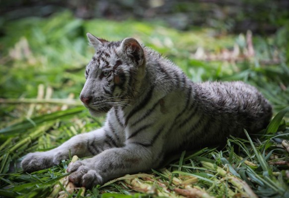 Tiernos y curiosos, los hermosos tigres blancos que están en peligro de extinción