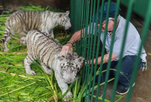 Tiernos y curiosos, los hermosos tigres blancos que están en peligro de extinción