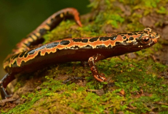 FOTOS: Los exóticos animales que se creían extintos y fueron encontrados en Honduras