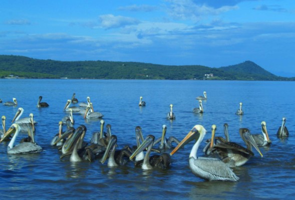 Aves adornan el mar pacífico