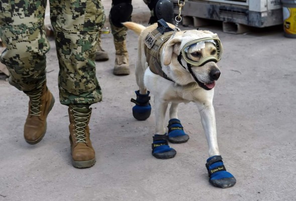 Frida, la heroína que ladra y no usa casco tras sismo en México