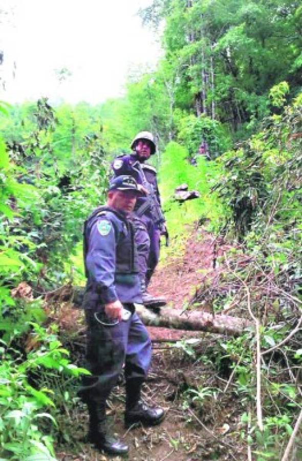 Incautan plantación de marihuana en montaña