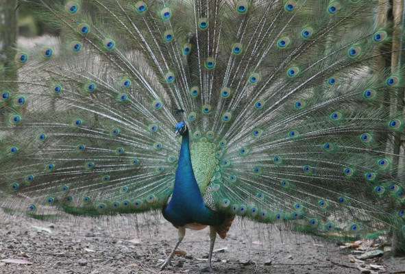 Una tarde con los animales del zoológico Rosy Walther