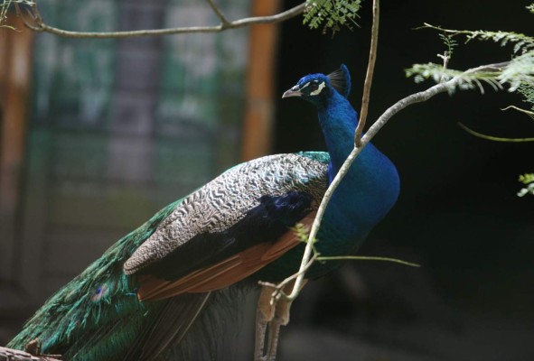 Una tarde con los animales del zoológico Rosy Walther