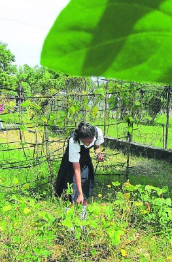 Huertos pedagógicos abastecen merienda escolar en Choluteca