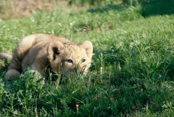 FOTOS: Bahati, la leoncita que sirvió de modelo para dar vida a Simba en 'El Rey León'