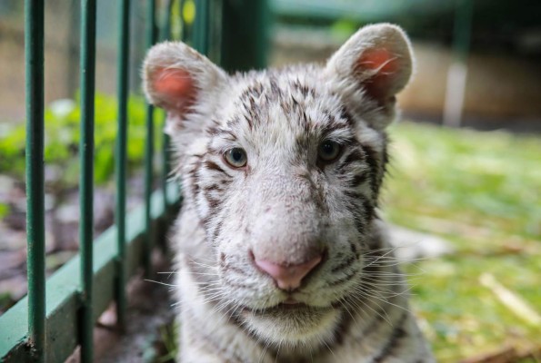 Tiernos y curiosos, los hermosos tigres blancos que están en peligro de extinción