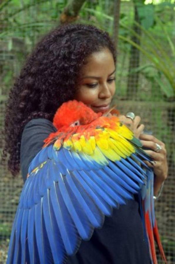 Ginger, el vuelo de una guacamaya