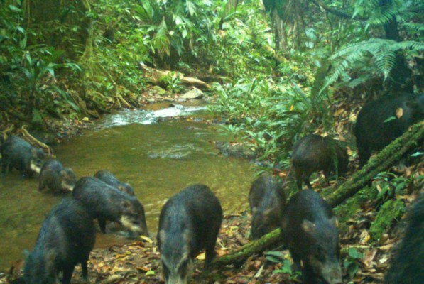 FOTOS: Los exóticos animales que se creían extintos y fueron encontrados en Honduras