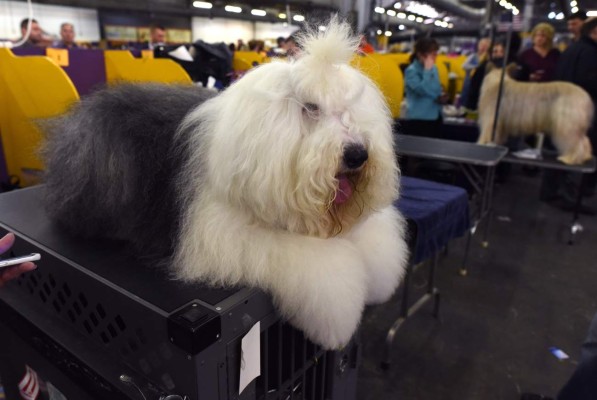 Las divertidas fotos del concurso Westminster Dog Show en Nueva York