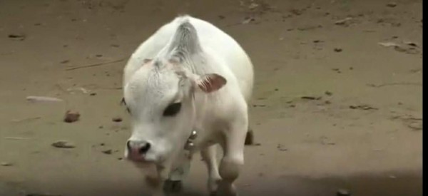 Rani, la vaca más enana del mundo que provoca sensación en Bangladés (FOTOS)