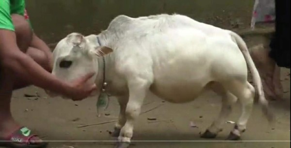 Rani, la vaca más enana del mundo que provoca sensación en Bangladés (FOTOS)