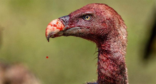 Cinco aves peligrosas para los humanos: algunas han llegado a matar