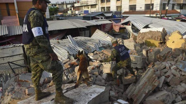 Conoce a los perros detrás del rescate de sobrevivientes en México