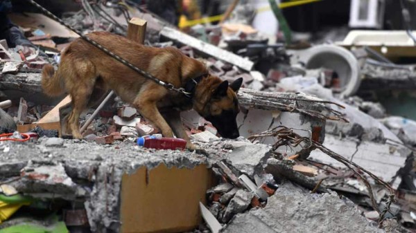 Conoce a los perros detrás del rescate de sobrevivientes en México