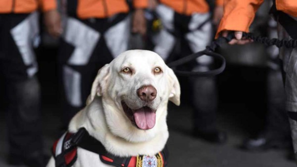 Conoce a los perros detrás del rescate de sobrevivientes en México