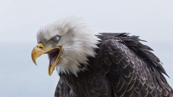 Cinco aves peligrosas para los humanos: algunas han llegado a matar