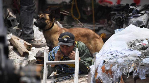 Conoce a los perros detrás del rescate de sobrevivientes en México