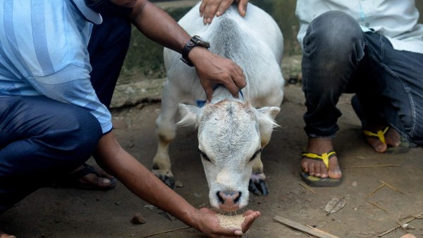 Rani, la vaca más enana del mundo que provoca sensación en Bangladés (FOTOS)