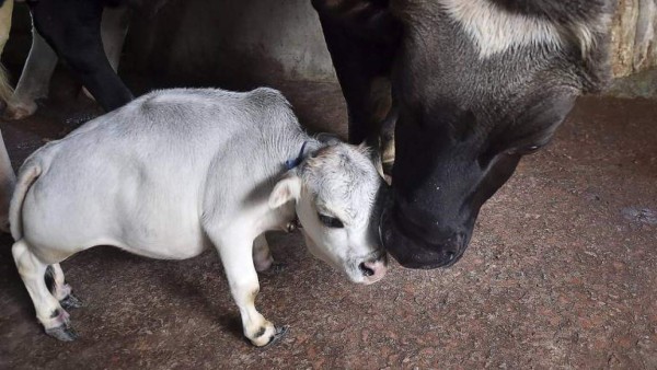 Rani, la vaca más enana del mundo que provoca sensación en Bangladés (FOTOS)