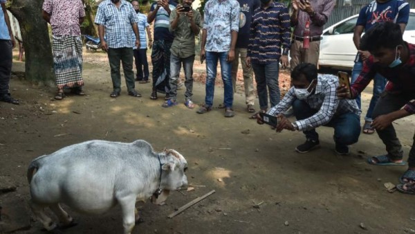 Rani, la vaca más enana del mundo que provoca sensación en Bangladés (FOTOS)