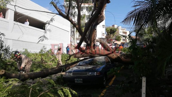 FOTOS: Árbol aplastó vehículo en la colonia Tepeyac de la capital