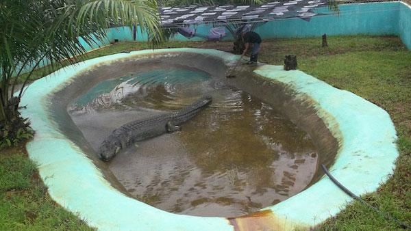 Lolong: La historia del cocodrilo más grande del mundo en cautiverio