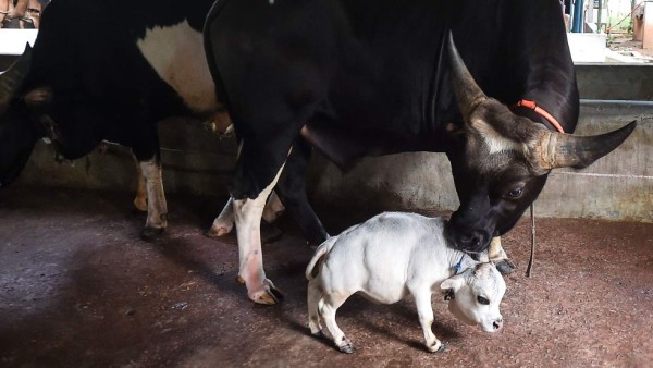 Rani, la vaca más enana del mundo que provoca sensación en Bangladés (FOTOS)