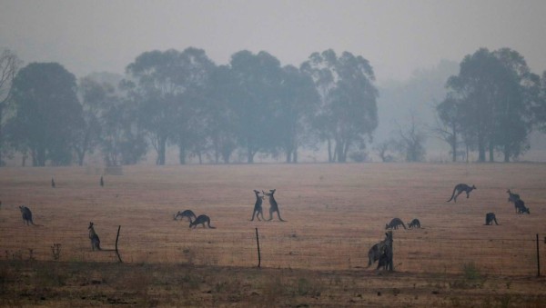 Mortíferos incendios forestales en Australia se observan desde el espacio