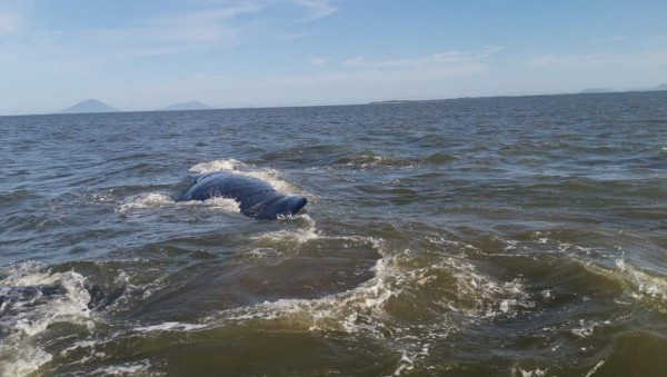 FOTOS: El impresionante rescate de una ballena en Punta Condega