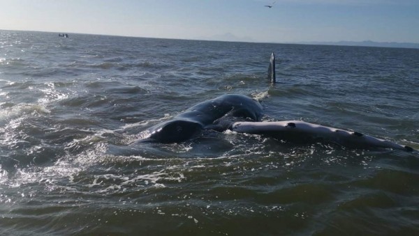 FOTOS: El impresionante rescate de una ballena en Punta Condega