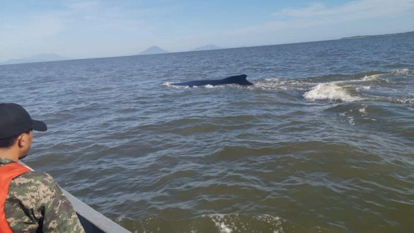 FOTOS: El impresionante rescate de una ballena en Punta Condega