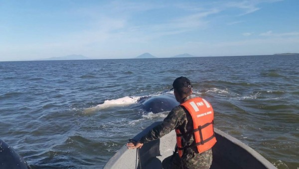 FOTOS: El impresionante rescate de una ballena en Punta Condega